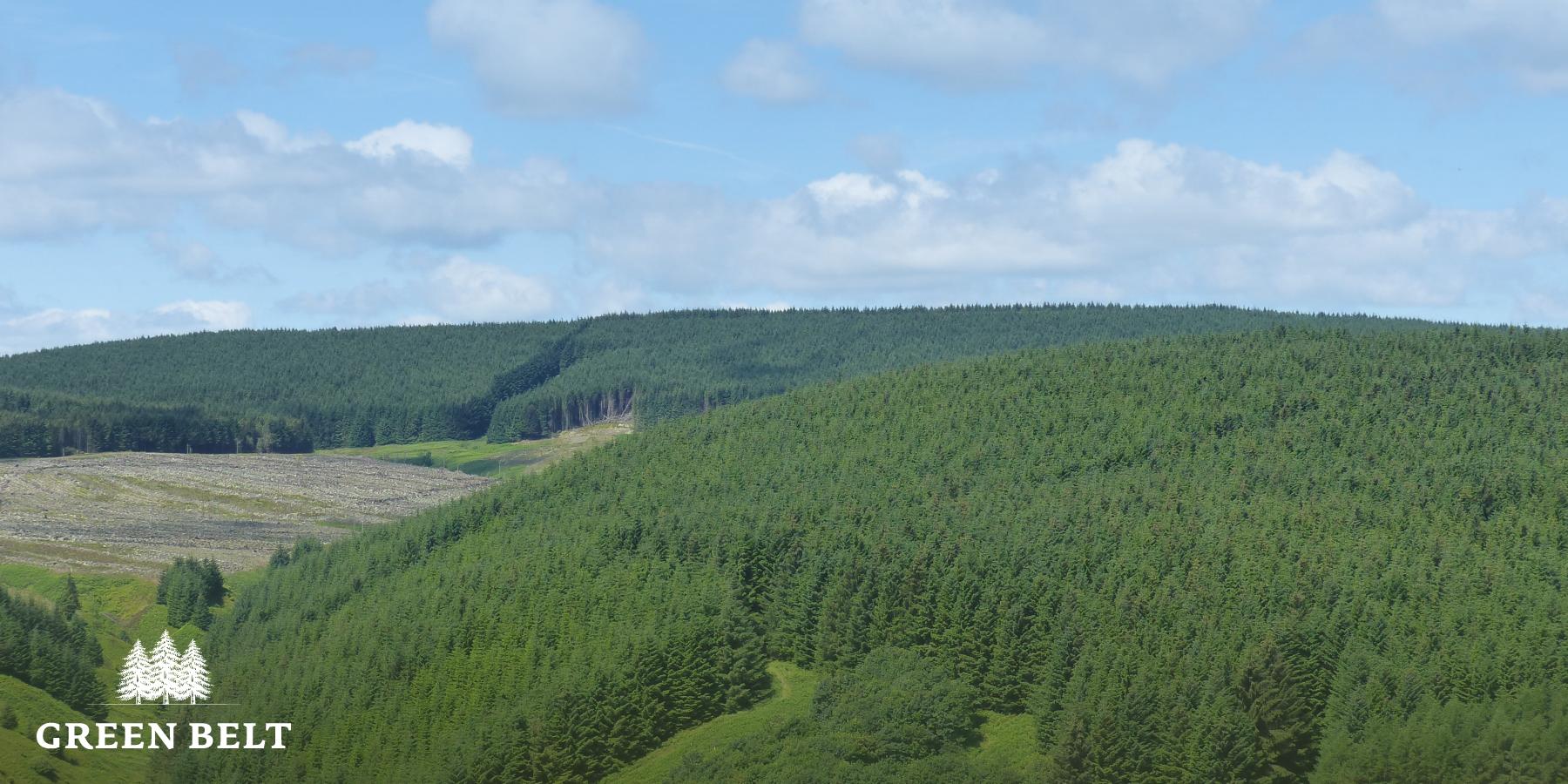 How to restore our forests