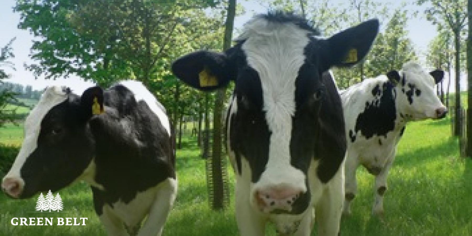 Agroforestry – Improve your farm score