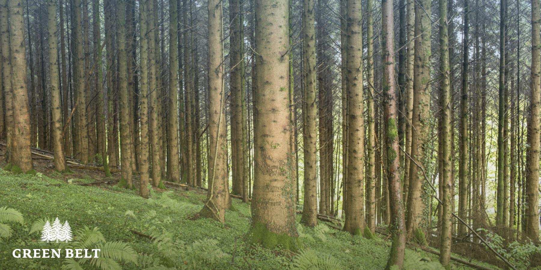 Can’t see the wood for the trees?