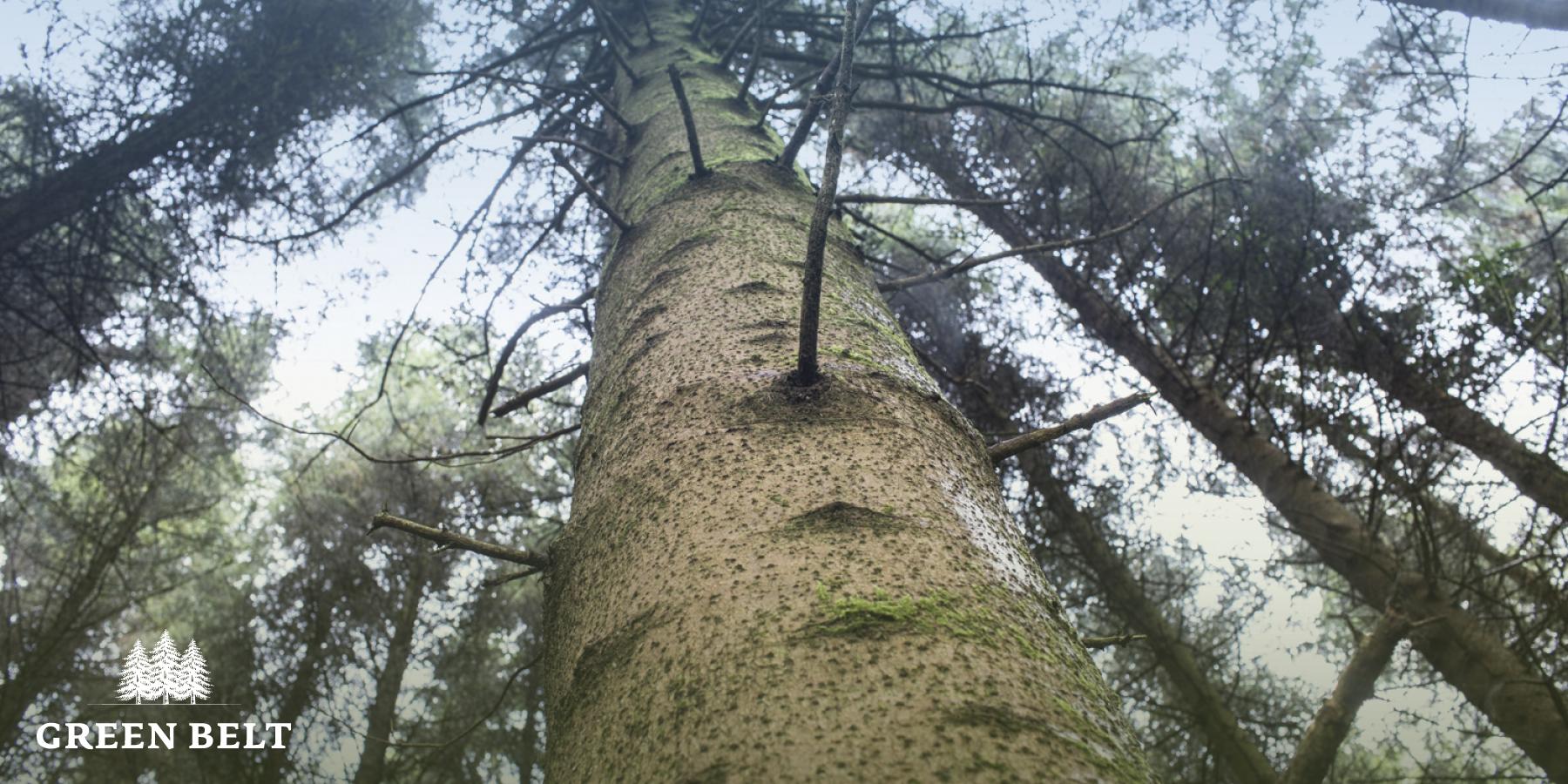 Report on forestry in Leitrim confirms huge local benefits