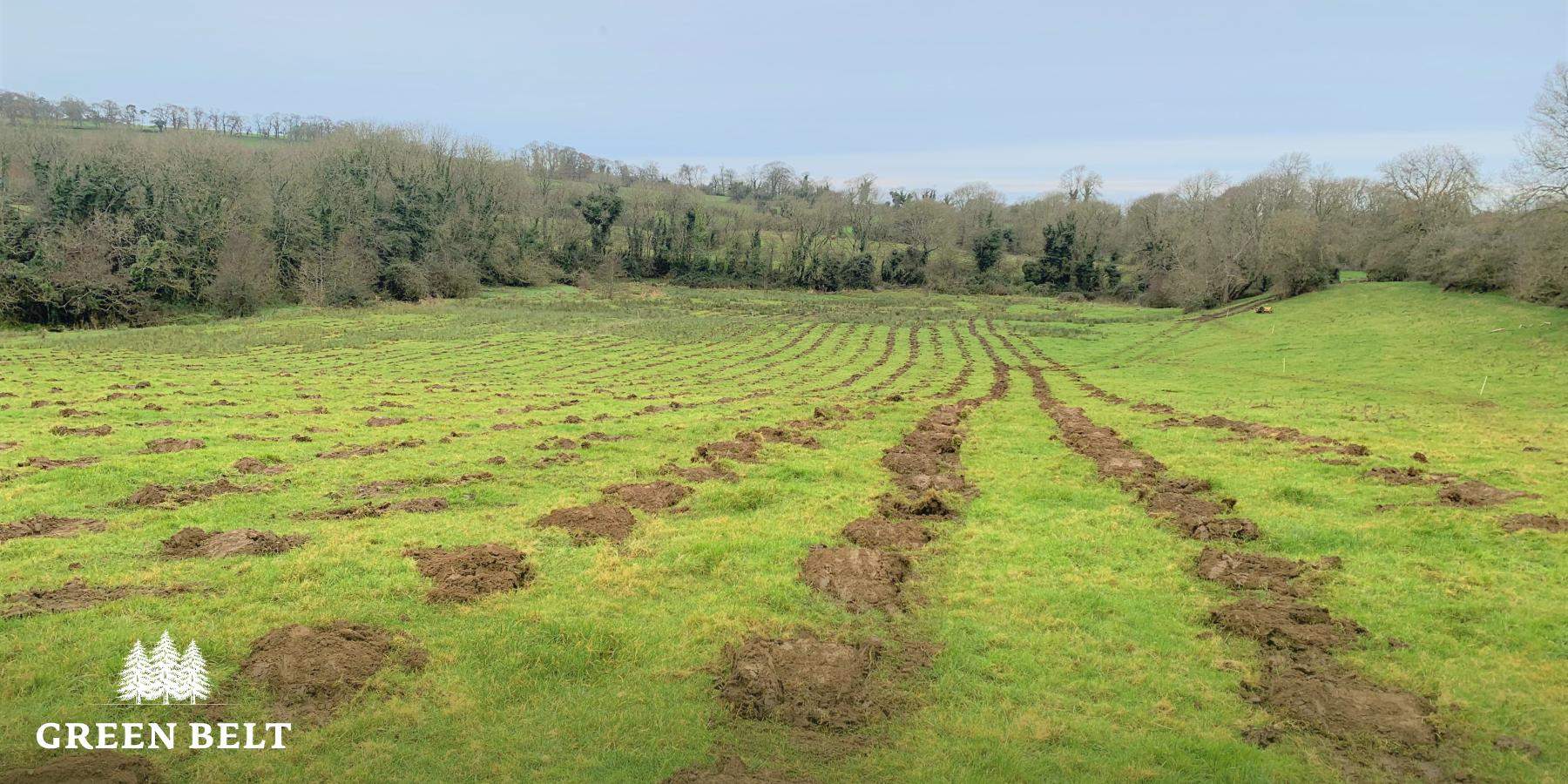 Aldi plants 15,000 trees as part of Carbon pledge