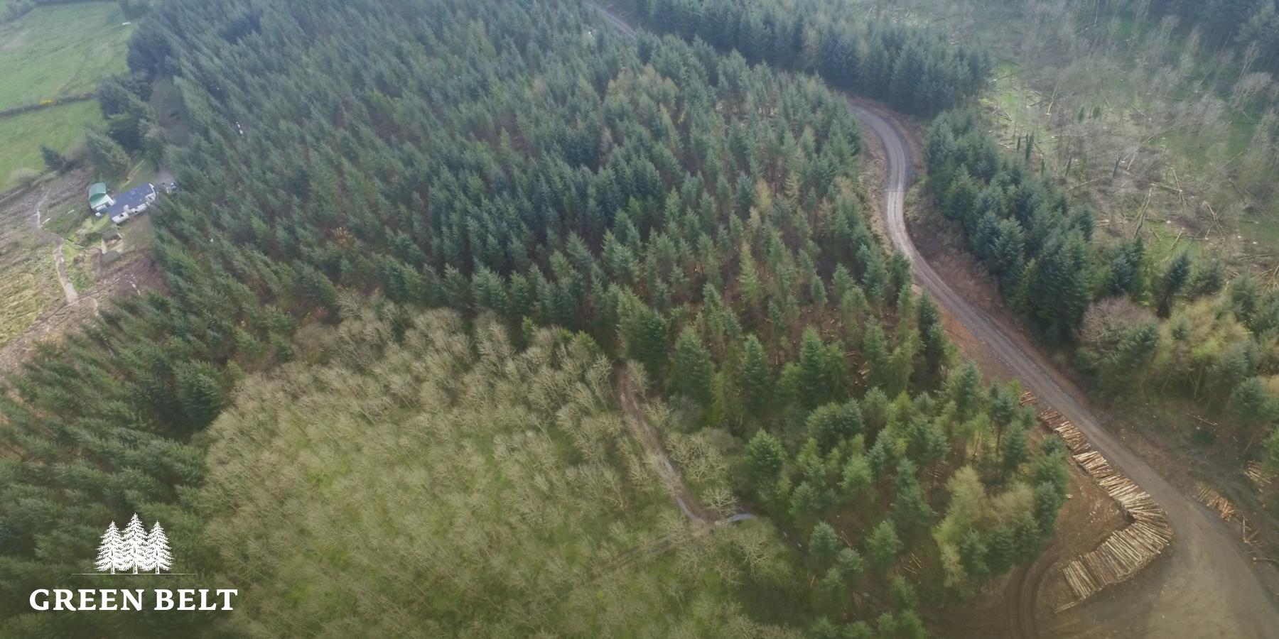 Timber supply crisis in Ireland
