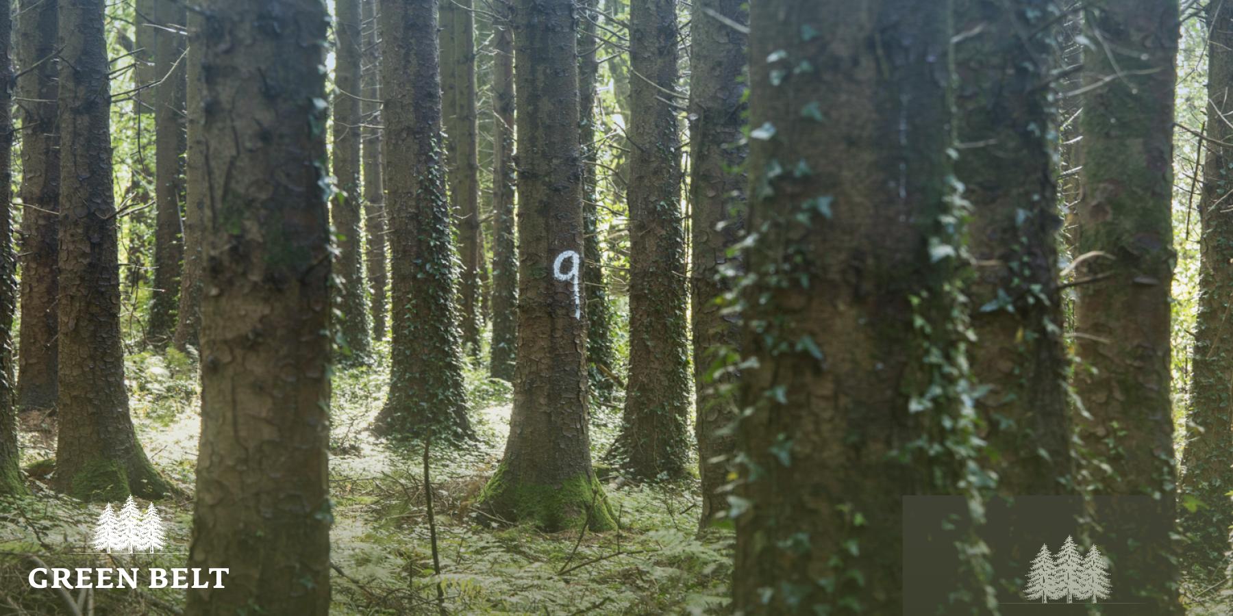 Using woody Biomass is positive