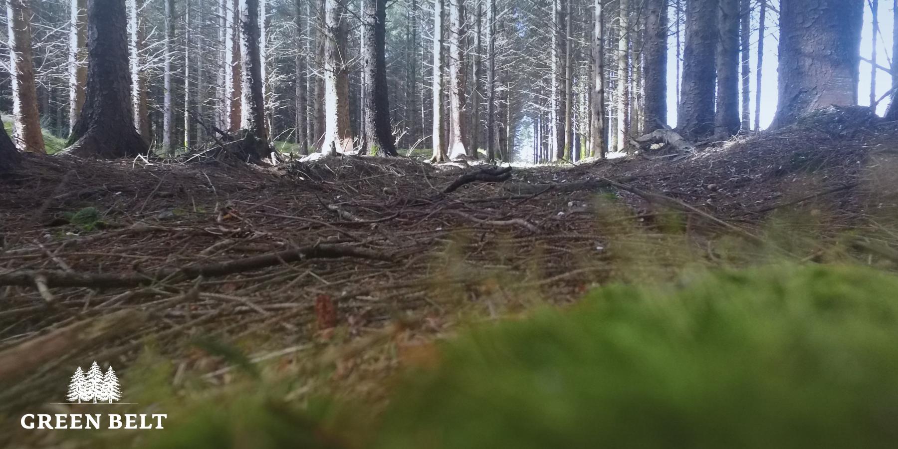 Climate Resilient Reforestation Pilot scheme