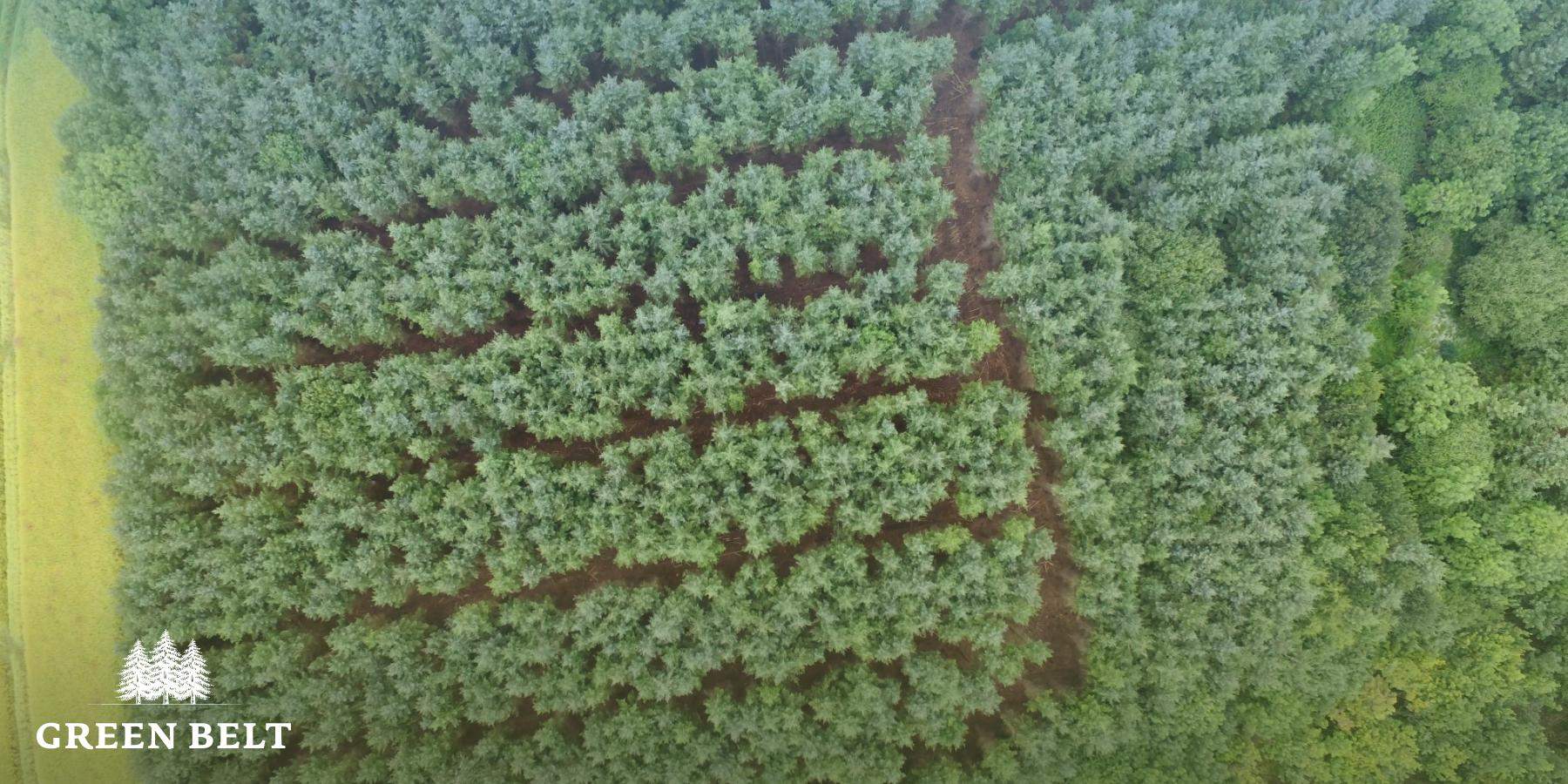 Lowest planting in Tipperary for Years