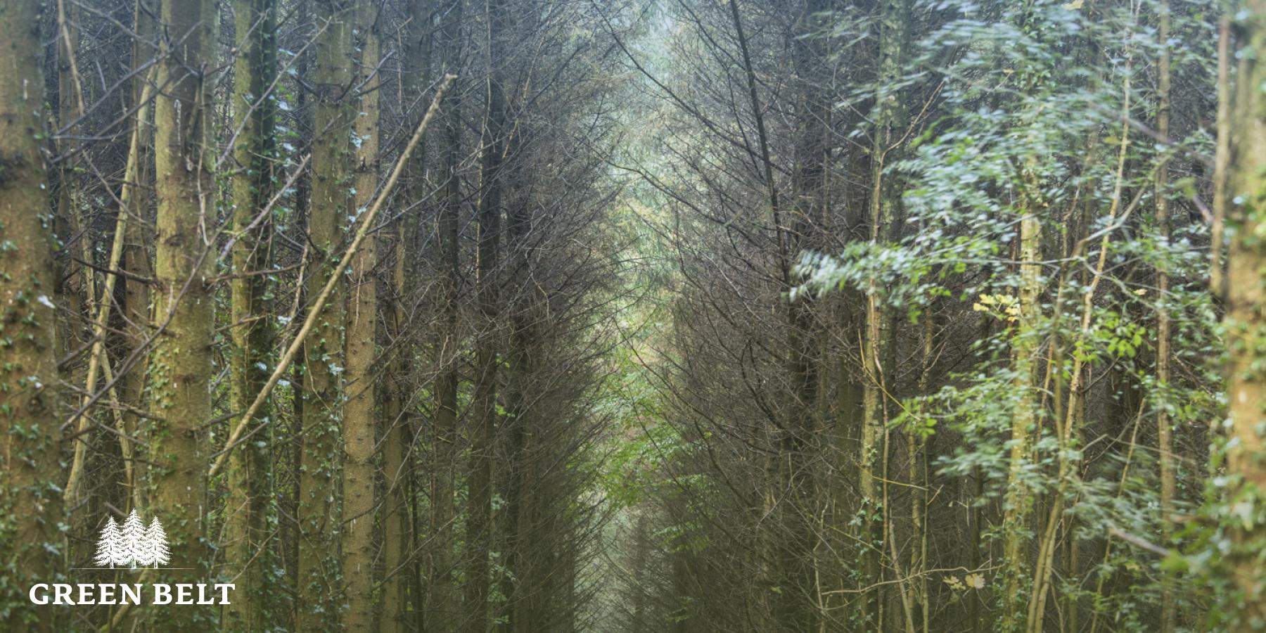 Improving Sitka Spruce has great benefits