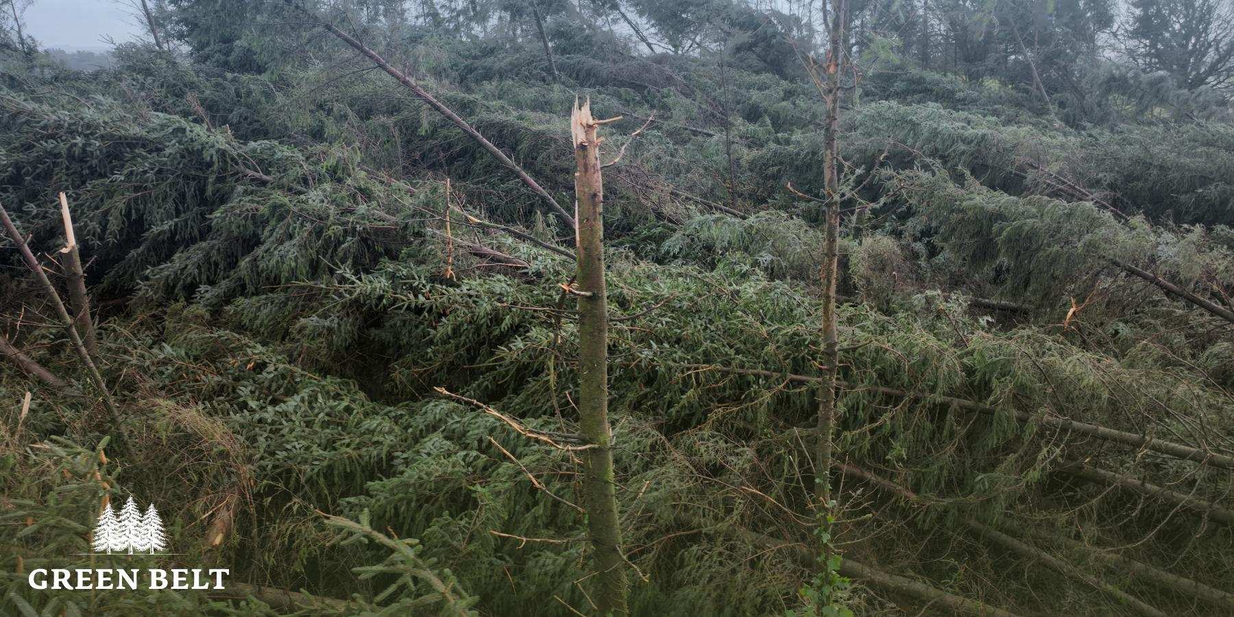 €55 million for forest owners