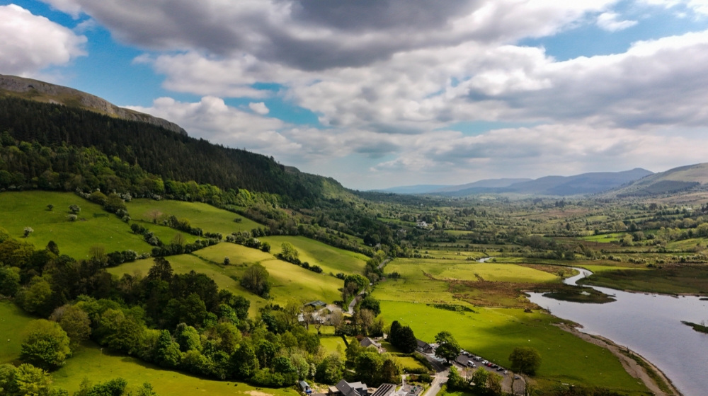 irish forests