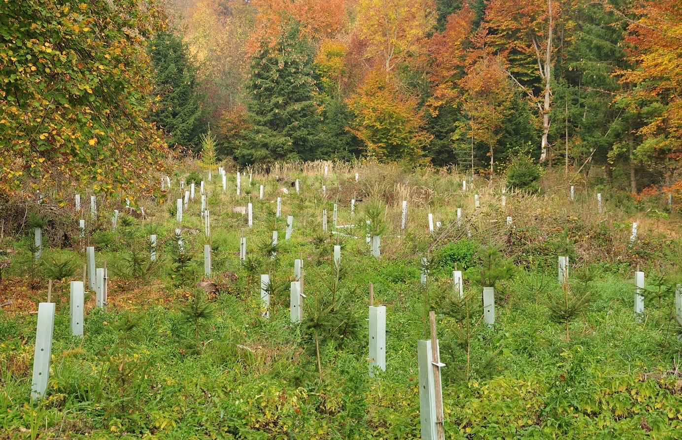 reforestation1